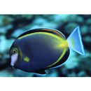 Acanthurus japonicus (Schmidt, 1931)