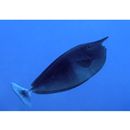 Naso brevirostris (Cuvier, 1829)