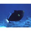 Melichthys vidua (Richardson, 1845)