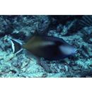 Sufflamen chrysopterum (Bloch et Schneider, 1801)