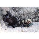 Cryptocentrus nigrocellatus (Yanagisawa, 1978)