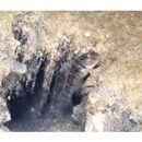 Cryptocentrus inexplicatus (Herre, 1934)