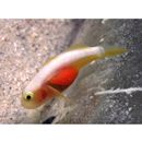 Lubricogobius dinah Randall et Senou, 2001