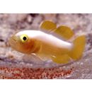 Lubricogobius dinah Randall et Senou, 2001