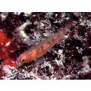 Trimma taylori Lobel, 1979