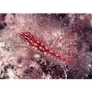 Eviota prasites Jordan et Seale, 1906