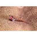 Eviota melasma Lachner et Karnella, 1980