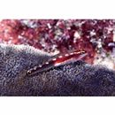 Eviota sebreei Jordan et Seale, 1906