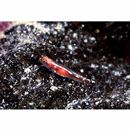 Eviota cometa Jewett et Lachner, 1983