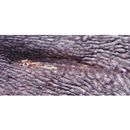 Luposicya lupus Smith, 1959