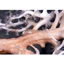 Pleurosicya boldinghi Weber, 1913