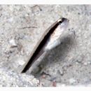 Myersina nigrivirgata Akihito et Meguro, 1983