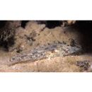 Fusigobius neophytus (Gunther, 1877)