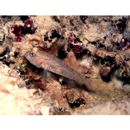 Asterropteryx senoui Shibukawa et Suzuki, 2007