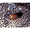 Paragobiodon modestus (Regan, 1908)