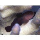 Paragobiodon echinocephalus (Ruppell, 1830)