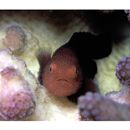 Paragobiodon echinocephalus (Ruppell, 1830)