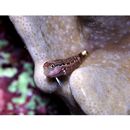 Ecsenius oculus Springer, 1971