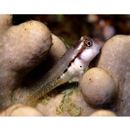 Stanulus talboti Springer, 1968