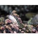 Stanulus talboti Springer, 1968