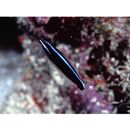 Plagiotremus rhinorhijnchos (Bleeker, 1852)