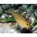 Ostorhinchus ishigakiensis (Ida et Moyer, 1974)