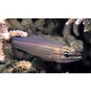 カスミヤライイシモチ