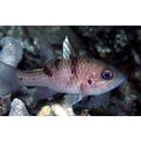 Pristicon trimaculatus (Cuvier, 1828)