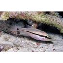 Pristiapogon fraenatus (Valenciennes, 1832)