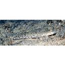 Diplogrammus goramensis (Bleeker, 1858)