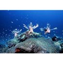 Pterois volitans (Linnaeus, 1758)