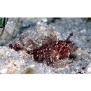 Pteroidichthys amboinensis Bleeker, 1856