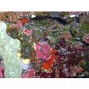 Trimma hollemani Winterbottom, 2016