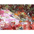 Ecsenius axelrodi Springer, 1988