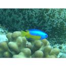 Pomacentrus auriventris Allen, 1991