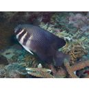 Neoglyphidodon thoracotaeniatus (Fowler et Bean, 1928)