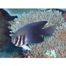 Neoglyphidodon thoracotaeniatus (Fowler et Bean, 1928)