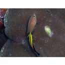 Labroides pectoralis Randall et Springer, 1975