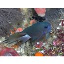 Chromis caudalis Randall, 1987