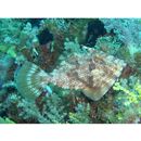 Pseudomonacanthus macrurus (Bleeker, 1856)