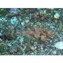 Pseudomonacanthus macrurus (Bleeker, 1856)