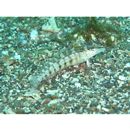 Parapercis lineopunctata Randall, 2003