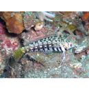 Parapercis sp. 10 (P. sp. 2 of Kuiter, 1992)