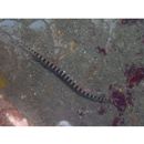 Doryrhamphus (Dunckerocampus) dactyliophorus (Bleeker, 1853)