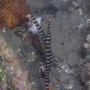 Doryrhamphus (Dunckerocampus) dactyliophorus (Bleeker, 1853)