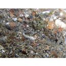 Dactylopus dactylopus (Valenciennes, 1837)