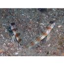 Amblyeleotris arcupinna Mohlmann et Munday, 1999