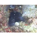 Ecsenius namiyei (Jordan et Evermann, 1902)