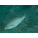 Scolopsis monogramma (Cuvier, 1830)