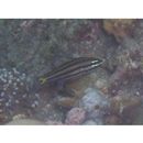 Cheilodipterus quinquelineatus Cuvier, 1828